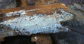 Mehliger Stachelsporling, Foto 6