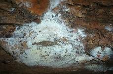 Mehliger Stachelsporling, Foto 7