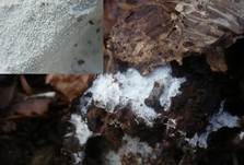 Mehliger Stachelsporling, Foto 8