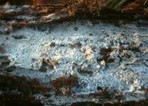 Mehliger Stachelsporling, Foto 9