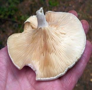 Mehlräsling, Foto 6