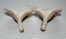 Mehlräsling, Foto 8