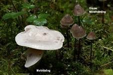 Mehlräsling, Foto 9