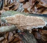 Mehlstaubporling, Foto 6