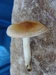 Mehlstielschneckling, Foto 8