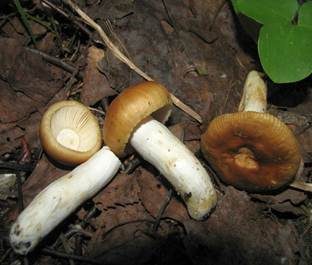 Mehlstieltäubling, Foto 2