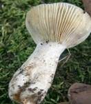 Mehlstieltäubling, Foto 12