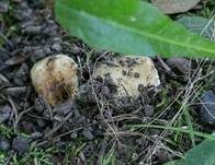 Mehlstieltäubling, Foto 13