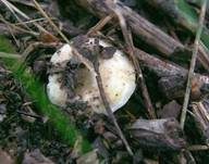 Mehlstieltäubling, Foto 16