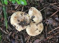 Mehlstieltäubling, Foto 20