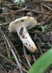Mehlstieltäubling, Foto 24
