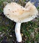 Mehlstieltäubling, Foto 26
