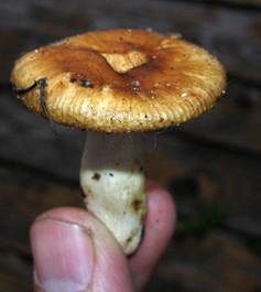 Mehlstieltäubling, Foto 5