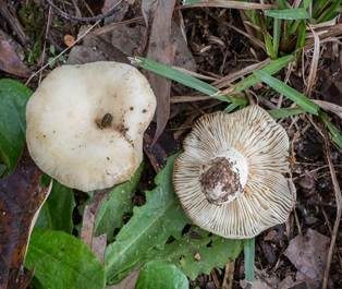 Mehlstieltäubling, Foto 6