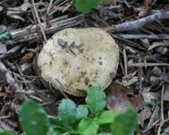 Mehlstieltäubling, Foto 8