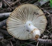 Mehlstieltäubling, Foto 10