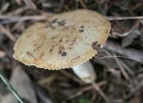 Mehlstieltäubling, Foto 11