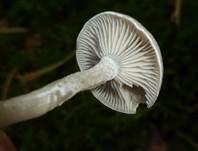 Grauer Mehltrichterling, Foto 16