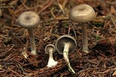 Grauer Mehltrichterling, Foto 7