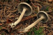 Grauer Mehltrichterling, Foto 8