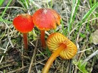 Mennigroter Saftling, Foto 16