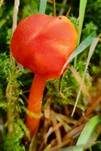 Mennigroter Saftling, Foto 18