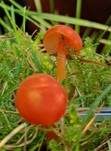 Mennigroter Saftling, Foto 20