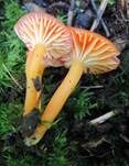 Mennigroter Saftling, Foto 4