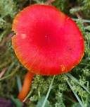 Mennigroter Saftling, Foto 23