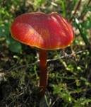 Mennigroter Saftling, Foto 25