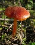 Mennigroter Saftling, Foto 26