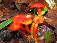 Mennigroter Saftling, Foto 30