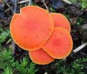 Mennigroter Saftling, Foto 5