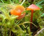 Mennigroter Saftling, Foto 6