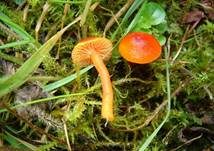 Mennigroter Saftling, Foto 7