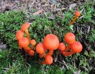 Mennigroter Saftling, Foto 8