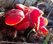 Mennigroter Saftling, Foto 10