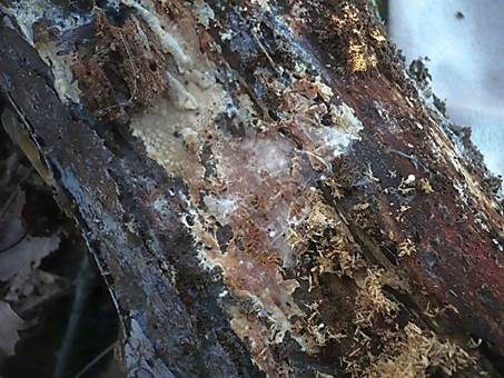 Milchender Saftzystidling, Foto 2