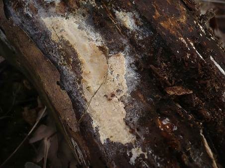 Milchender Saftzystidling, Foto 3