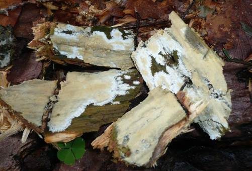 Milchender Saftzystidling, Foto 4