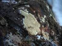 Milchender Saftzystidling, Foto 5