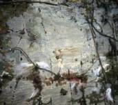 Milchender Saftzystidling, Foto 8