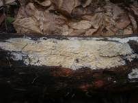 Milchender Saftzystidling, Foto 10