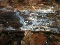 Milchiger Wachskrustenpilz, Foto 7