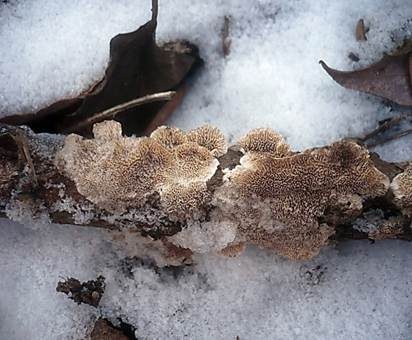Milchweißer Eggenpilz, Foto 2