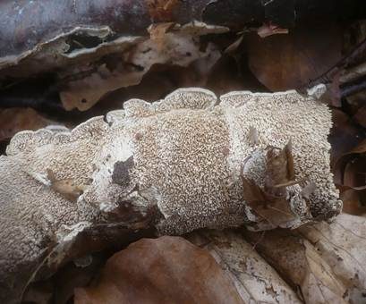 Milchweißer Eggenpilz, Foto 3