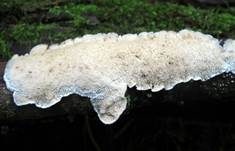Milchweißer Eggenpilz, Foto 12