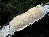 Milchweißer Eggenpilz, Foto 13