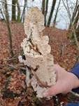 Milchweißer Eggenpilz, Foto 18