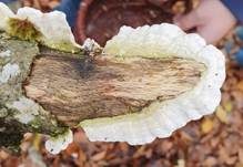 Milchweißer Eggenpilz, Foto 19